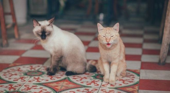 Doenças de gatos: conheça as mais comuns e saiba como preveni-las