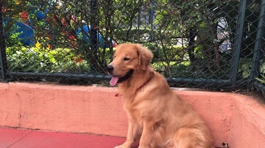 Crônica: Eu e meu cão sozinhos no feriado