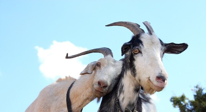 Empresa diz que usar bodes para aparar a grama é melhor para o meio ambiente do que cortadores
