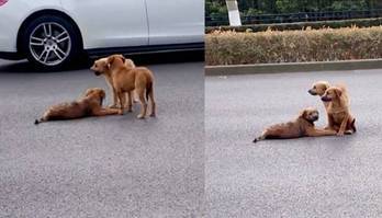 Cachorrinhos protegem cão ferido no meio de rua movimentada (Reprodução/Asia Wire/Via Mirror)