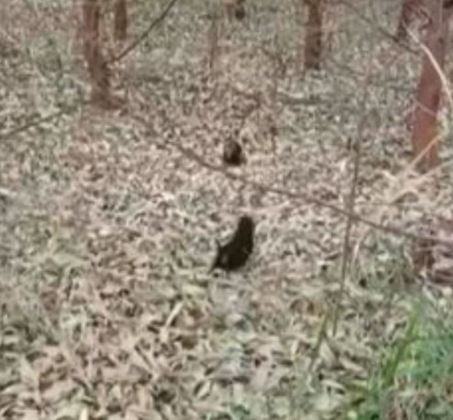 Dois filhotes de cachorro-vinagre foram encontrados na floresta de eucaliptos em Inocência (MS). 