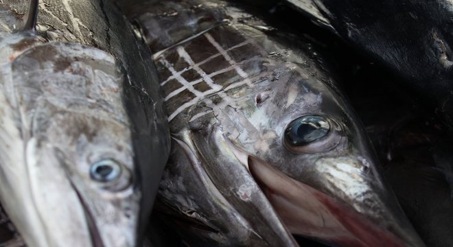  Espécies amplamente comercializadas, como o espadarte, tiveram fragmentos de plásticos encontrados