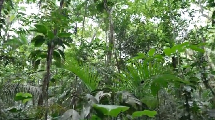 Além disso, a busca terrestre pelo helicóptero também se intensificou. As autoridades caminharam entre trilhas na esperança de encontrar pistas para revelar o mistério do sumiço dos quatro passageiros