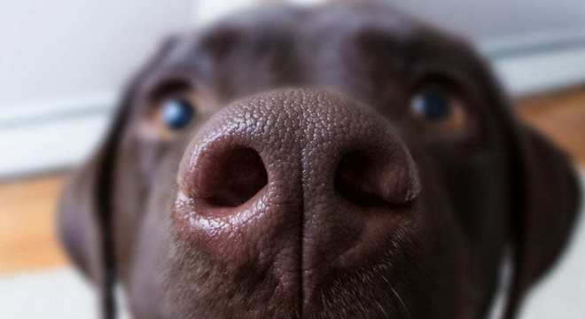 Dono de cachorro - 5 coisas que você precisa saber