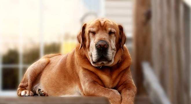 Dono de cachorro - 5 coisas que você precisa saber