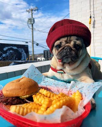 O cachorro Doug é um dos influenciadores que dita a moda canina no Instagram. As toucas são sempre uma opção fashion para o dia a dia dele
