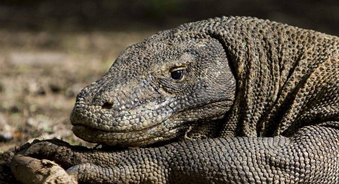 Dragão-de-komodo se alimenta de búfalos e cervos, que estão sumindo da ilha