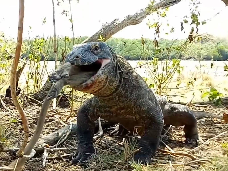 Um dragão está sendo atacado por um homem encapuzado.