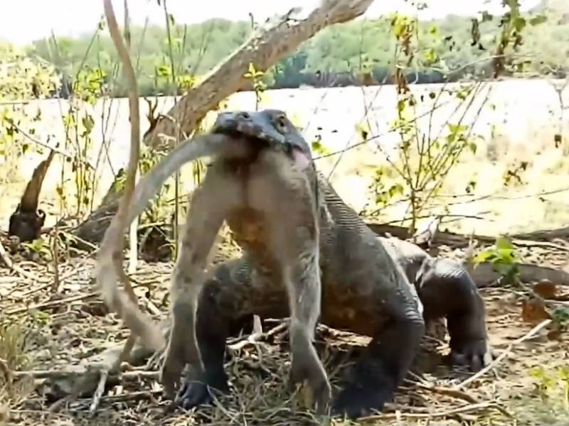 Um dragão está sendo atacado por um homem encapuzado.