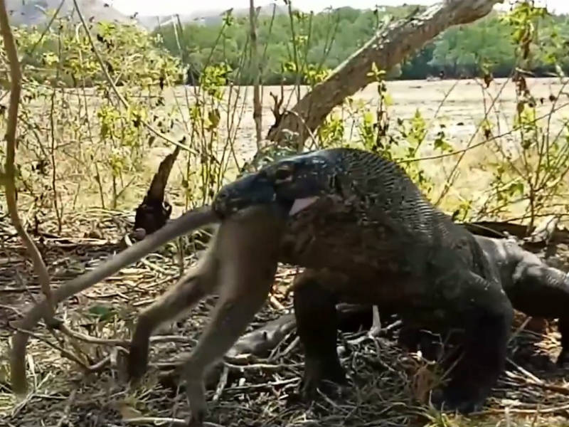 Voraz Dragao De Komodo Devora Macaco Inteiro Em Seis Mastigadas Fotos R7 Hora 7