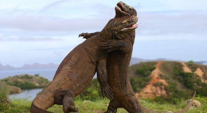 Os dragões-de-omodo são os maiores lagartos do mundo