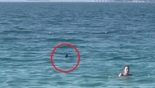Viralizou: nadadora é elogiada ao 'driblar' tubarão que rondava praia turística