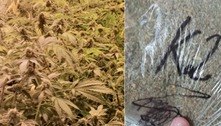 Polícia encontra grande plantação de maconha usada para produzir K9 no Guarujá (SP)