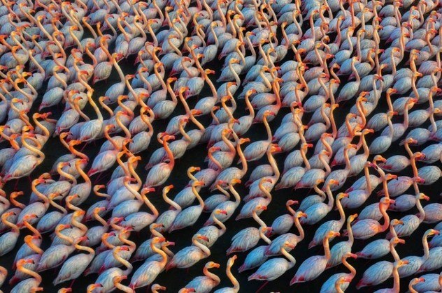 Já na categoria Vida selvagem, a grande vencedora foi esta foto, com o título Solidariedade, que mostra um grupo de flamingos em repouso. A imagem, feita pelo fotógrafo iraniano Mehdi Mohebipour, chama atenção pelas diferentes tonalidades de cor no corpo das aves, graças ao reflexo da luz