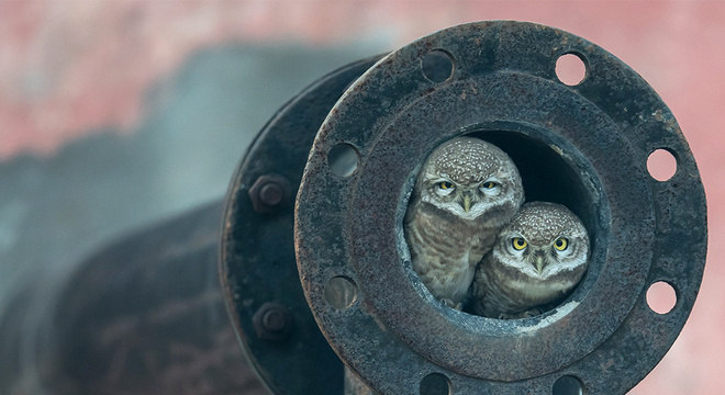 Duas corujas em um tubo