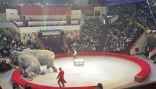 Duelo de elefantes termina em caos completo em circo da Rússia