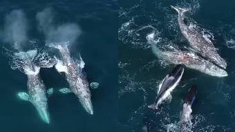 Una pareja de ballenas sufre un feroz ataque de 30 orcas y se defiende durante cinco horas – 7 en punto