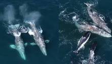 Dupla de baleias sofre ataque feroz de 30 orcas e se defende durante cinco horas