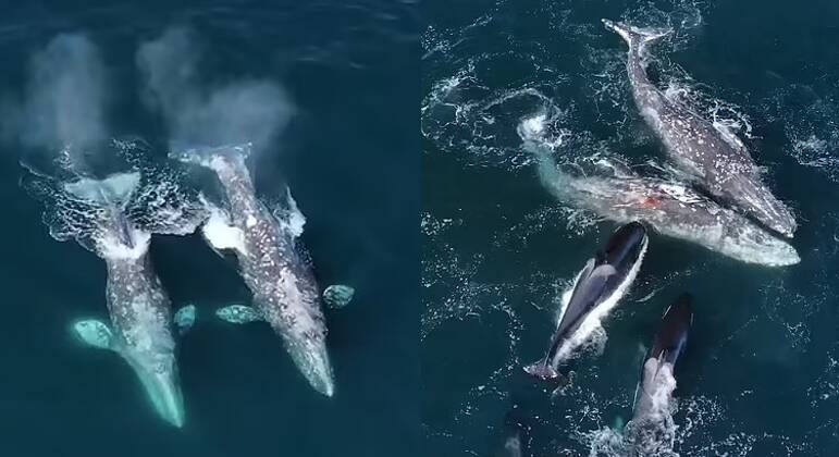 O ataque das 30 orcas aconteceu durante cinco horas
