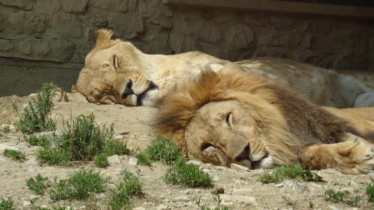 Durante a maior parte do tempo, os leões descansam. Eles dormem ou ficam parados, economizando energia. 