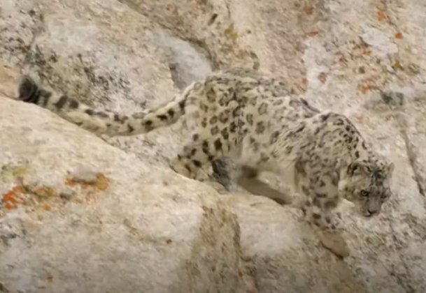 É dessa forma que é possível descrever um Leopardo da Neve, que consegue se esconder das suas presas já que seus pelos se misturam facilmente com o ambiente de montanhas e neve, nas altitudes da Ásia Central. Costuma se alimentar de ovelhas e cavalos. 