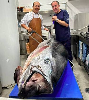 E eles não costumam ser pequenos. No Brasil, os bluefins importados chegam a pesar em torno de 200 kg. Alguns são ainda maiores e podem chegar 2,5 m de comprimento e pesar incríveis 600 kg!