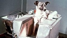 Será verdade que a cadela Laika foi o primeiro ser vivo lançado ao espaço?