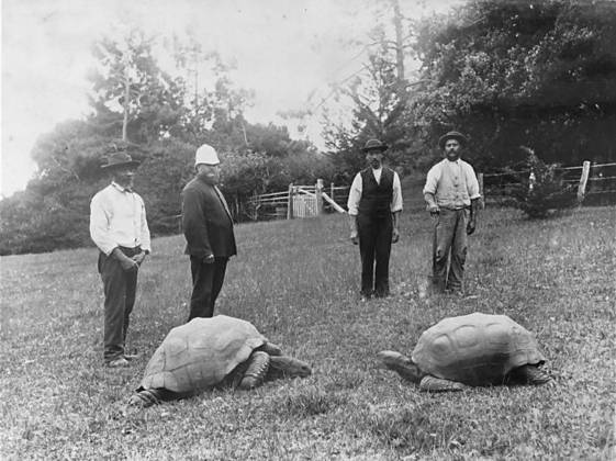 E fechamos a galeria com a tartaruga Jonathan, o animal (conhecido) mais velho do planeta. Tem 190 anos. Quando nasceu, a rainha Vitória, da Inglaterra, era adolescente. Ela morreu há mais de 120 anos e Jonathan continua nos jardins. Olha aí o Jonathan (esquerda) em 1832. 