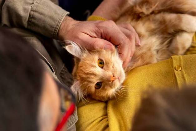 É fundamental compreender as características e necessidades individuais de cada gatinho. Isso permite que os cuidadores estabeleçam uma comunicação eficaz com os animais.