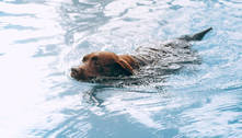 Todo cachorro sabe nadar? Saiba os cuidados que se deve ter com os cães nas piscinas