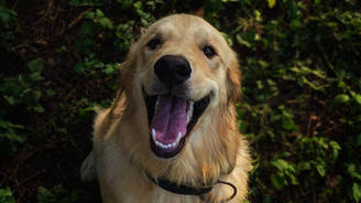 Mau hálito nos cachorros é sinônimo de problema bucal; saiba como cuidar
 (Mithul Varshan/Pexels)
