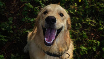 Mau hálito nos cachorros é sinônimo de problema bucal; saiba como cuidar
 (Mithul Varshan/Pexels)
