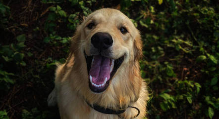 É importante cuidar da saúde bucal de cães para evitar doenças