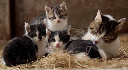 É mais difícil descobrir o sexo dos gatos filhotes