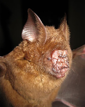 E se você acha que esses morcegos são feios, olha só o Morcego Nariz-de-Folha. É considerado o mais feio do planeta. Só que esse focinho horroroso é ótimo para a localização, pois facilita a emissão do som. Ele foi encontrado no Vietnã. 