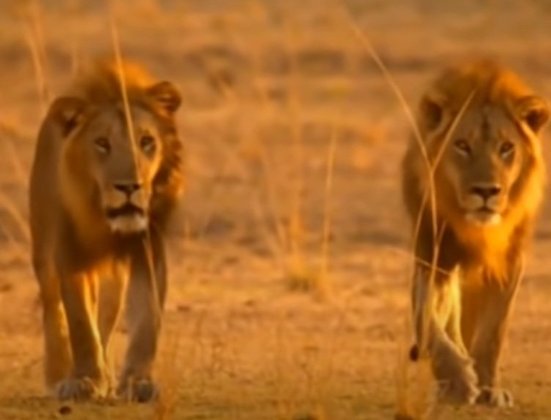 É verdade que os leões costumar ficar na sua durante o dia, mas quando eles estão agressivos conseguem gerar um sério risco para a vítima. São ágeis, ferozes e dominantes. 