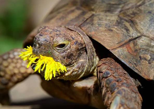 “Edgar dente-de-leão”: Alguém conseguiu identificar o que esta tartaruga está comendo? Acabou que a foto ficou inusitada e se tornou uma das finalistas do concurso…