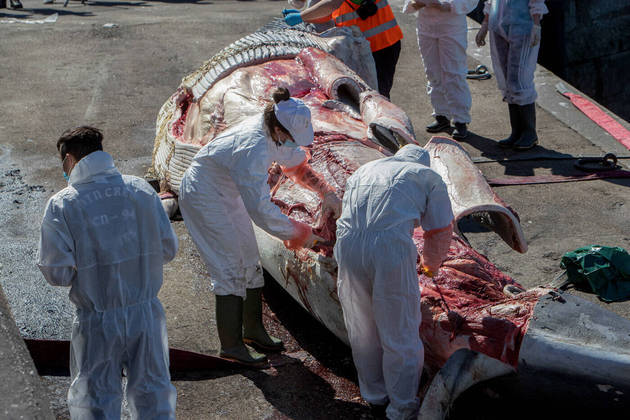 As causas da mortandade de baleias na Indonésia, segundo estudos preliminares, é a quantidade de plástico no mar. O resultado que explica o motivo, porém, ainda não foi divulgado
