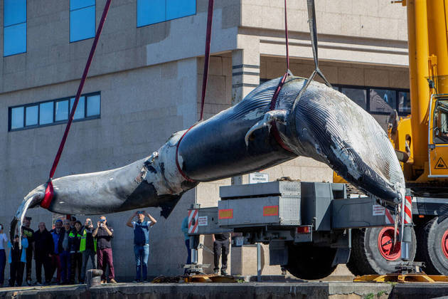 Retirada da baleia do mar levou duas horas na Espanha
