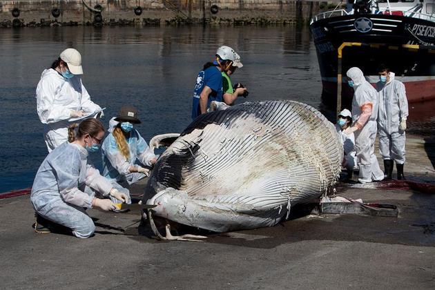 O corpo da baleia-azul vai ser submetido, agora, a uma autópsia, capaz de determinar as razões de o animal não ter sobrevivido 