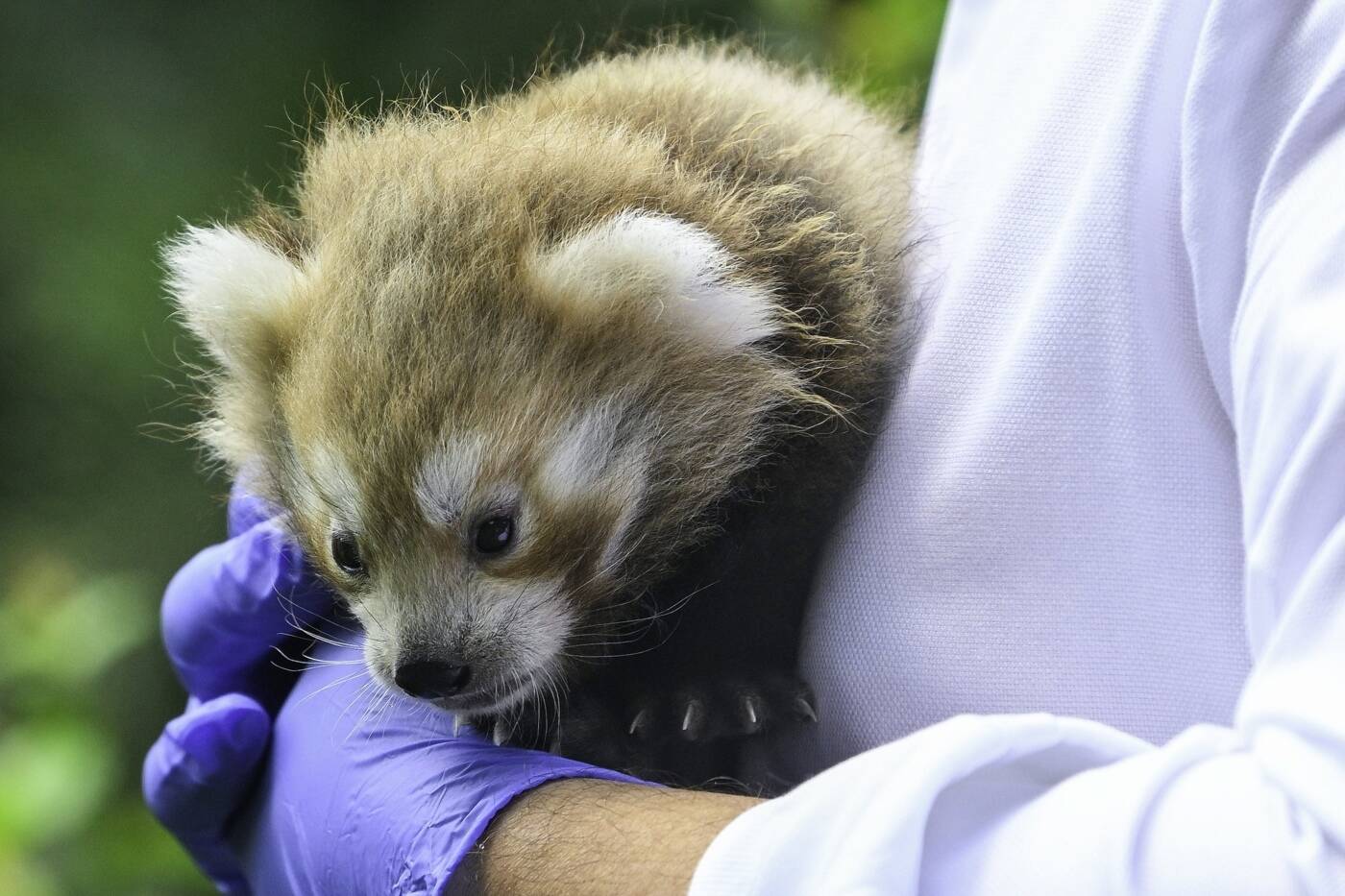 Pandas são carnívoros? Entenda o que pode estar na dieta desse animal - RPet foto foto