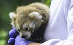 O bebê panda em questão é uma fêmea, que veio ao mundo em 18 de junho
