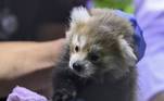 Um bebê panda vermelho de cinco semanas de idade foi apresentado ao público, nesta quinta-feira (27), no zoológico de Debrecen, na Hungria