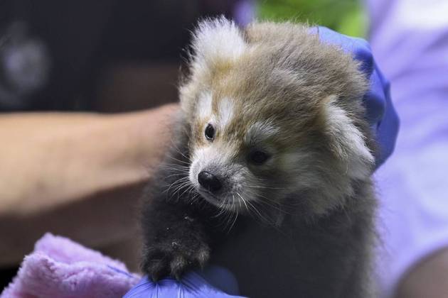 Um bebê panda vermelho de cinco semanas de idade foi apresentado ao público, nesta quinta-feira (27), no zoológico de Debrecen, na Hungria