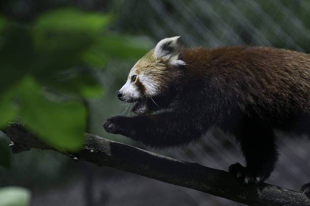 Membro da espécie Ailurus fulgens, o animal caminhou por galhos do ambiente monitorado em que viverá a partir de agora no nordeste do país europeu 