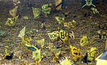 A torcida do Borussia Dortmund fez uma festa incrível antes da partida contra o Mainz 05, neste sábado (27), no estádio Signal Iduna Park pelo Campeonato Alemão