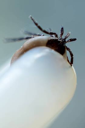 No caso da Doença de Lyme, as manchas no corpo são os sintomas iniciais, assim como dor de cabeça, cansaço, febre, dor muscular e inchaço e dor nas articulações. Menos de 10% dos infectados desenvolvem problemas cardíacos, como arritmia&nbsp;