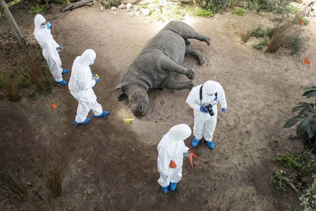 Agora, os alunos aprendem a identificar vestígios dos criminosos perto do corpo de um rinoceronte