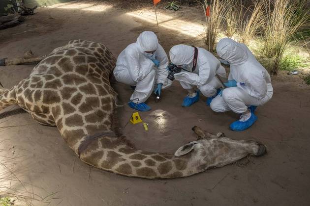 As girafas, mamífero gigantesco que habita as savanas do continente africano, também foi representado nas cenas de crime. O centro pioneiro na África do Sul uniu esforços para erradicar o crime contra a vida selvagem, aplicando conhecimento forense e técnicas investigativas para ajudar guardas florestais e oficiais a resolver casos e levar caçadores à Justiça