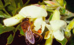 Un ejemplar de abeja negra canaria libando una flor. EFE/ELIAS GONZALEZ

